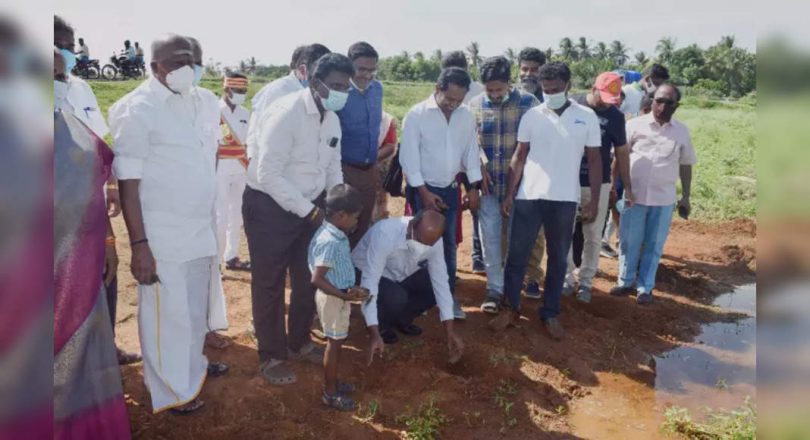 Palm Springs planted in Manikandan Tank Mother
