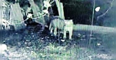 Leopard kills a pet dog near the Panhala fortress in Kolhapur