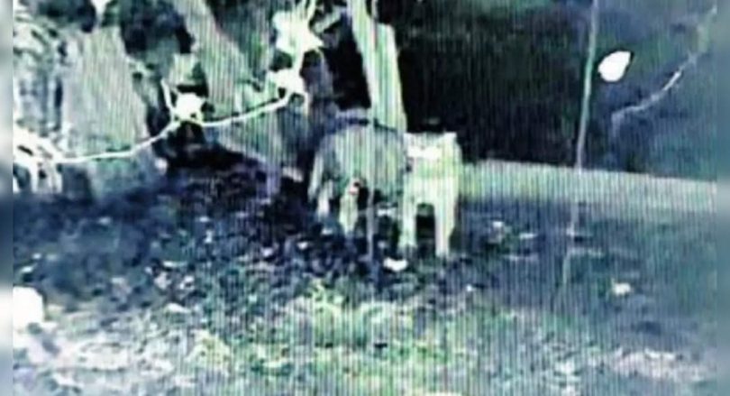 Leopard kills a pet dog near the Panhala fortress in Kolhapur