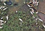 Dead fish, snakes cause odor in but