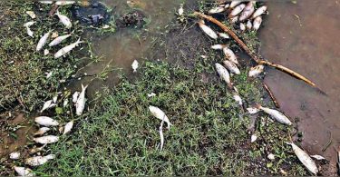 Dead fish, snakes cause odor in but