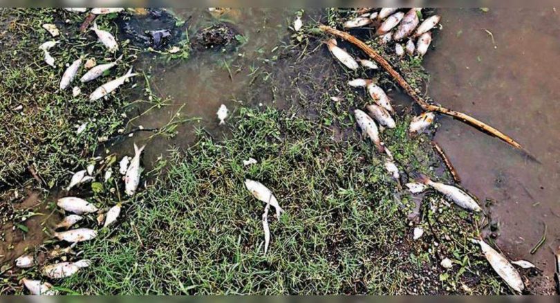 Dead fish, snakes cause odor in but
