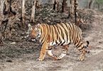After one year, Tiger was seen in Bheeempur Adilabad