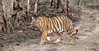 After one year, Tiger was seen in Bheeempur Adilabad