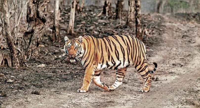 After one year, Tiger was seen in Bheeempur Adilabad
