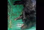 Tamil Nadu: Sloth Bear Wounding Feet To Find Honey, Saved in Valpaya