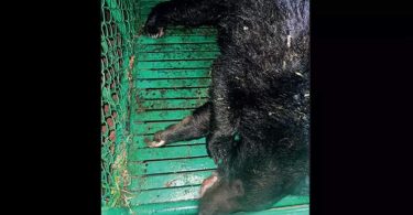 Tamil Nadu: Sloth Bear Wounding Feet To Find Honey, Saved in Valpaya