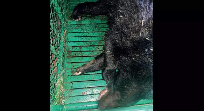 Tamil Nadu: Sloth Bear Wounding Feet To Find Honey, Saved in Valpaya