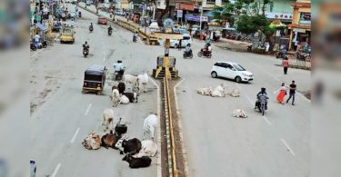 Wild animals haunting people in Haveri