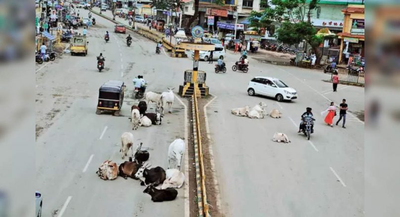 Wild animals haunting people in Haveri