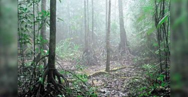 Myristica swamp mapping is very important for conservation