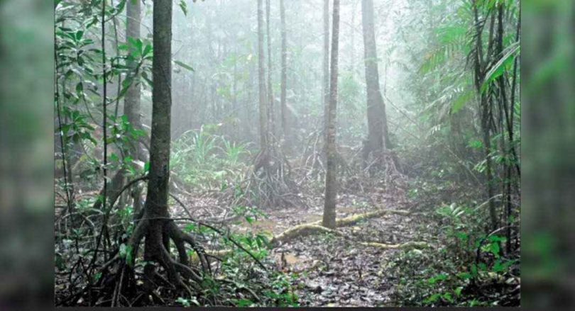 Myristica swamp mapping is very important for conservation