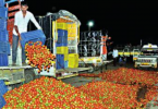 Accident Price of Tomatoes, Nashik Dump Farmers Produced on the Road