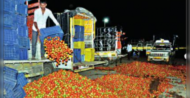 Accident Price of Tomatoes, Nashik Dump Farmers Produced on the Road