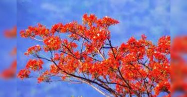 Immediately, Amaltas, Gulmohar to decorate the green belt on the Gr Noida