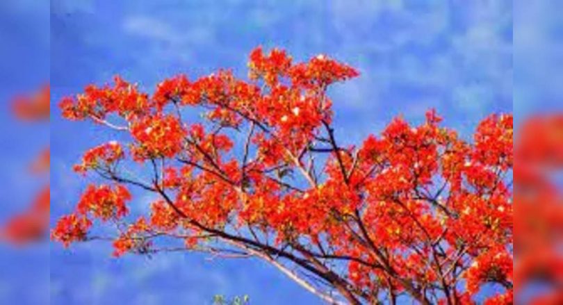 Immediately, Amaltas, Gulmohar to decorate the green belt on the Gr Noida