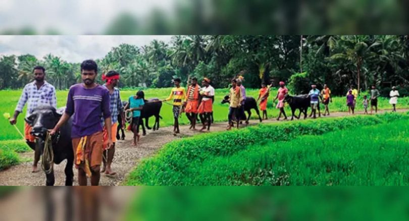 Kambala fans built a 130m practice track at Udupi