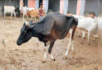 The Ministry of Health plans to filter brucellosis in the area with livestock