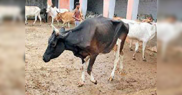 The Ministry of Health plans to filter brucellosis in the area with livestock