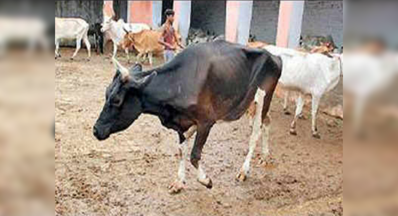 The Ministry of Health plans to filter brucellosis in the area with livestock