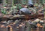 It turns out that the giant turtle is less herbivores, caught eating birds on the camera
