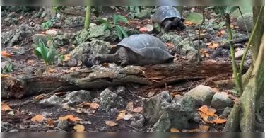 It turns out that the giant turtle is less herbivores, caught eating birds on the camera
