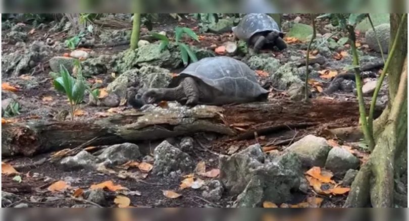 It turns out that the giant turtle is less herbivores, caught eating birds on the camera