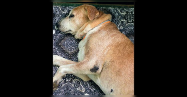 The old and sick chennai dogs don't have a place to go