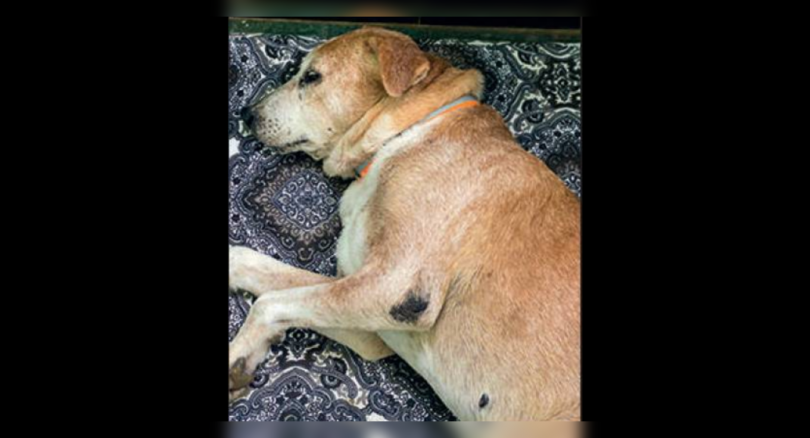 The old and sick chennai dogs don't have a place to go