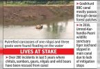 Nilgai, 3 wild boar sinks in Asolamendha Canal
