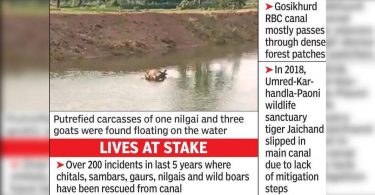 Nilgai, 3 wild boar sinks in Asolamendha Canal