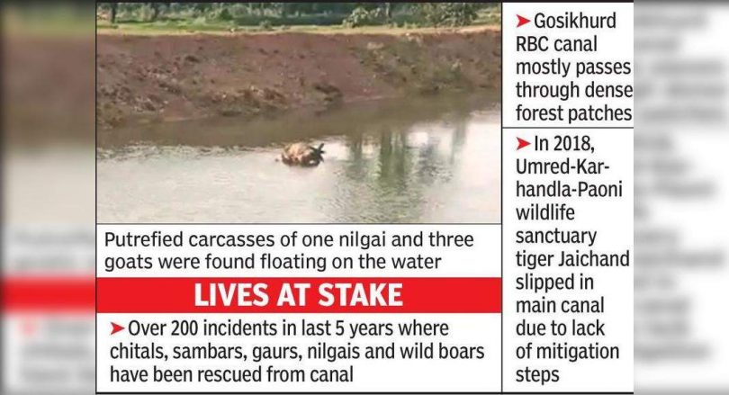 Nilgai, 3 wild boar sinks in Asolamendha Canal