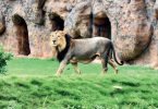 Gujarat: Big Cat Trinity in Gandhinagar Indroda Park