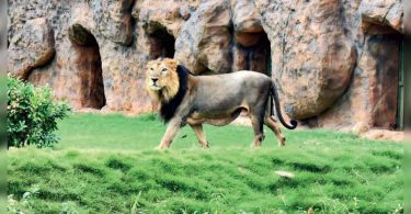 Gujarat: Big Cat Trinity in Gandhinagar Indroda Park