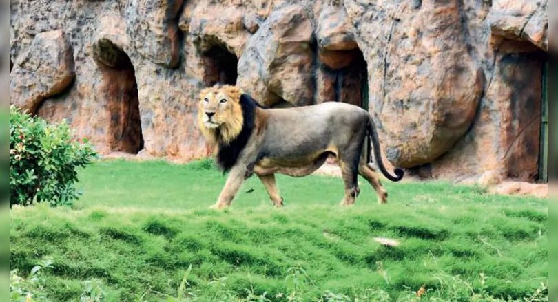 Gujarat: Big Cat Trinity in Gandhinagar Indroda Park