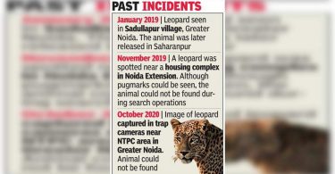 Look for the OP launched after the 'big cat' sight