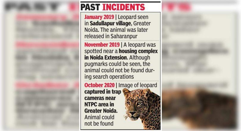 Look for the OP launched after the 'big cat' sight