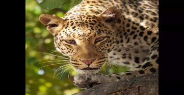 Pune: Leopard Chases Bike, Attacks Pillion Rider