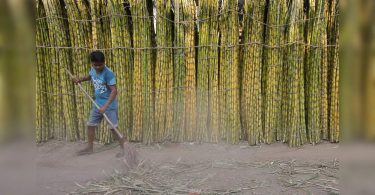 The government approves FRP of RS 290 / Quintal on sugar cane