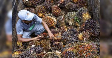 Monsun Indian Patchy Set to entertain coconut traders 3,000 miles away