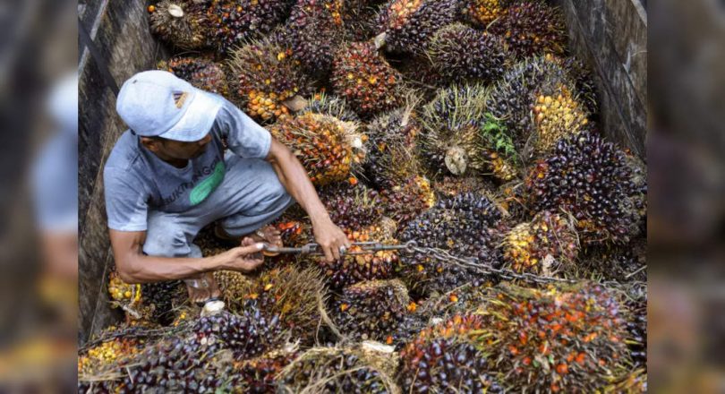 Monsun Indian Patchy Set to entertain coconut traders 3,000 miles away