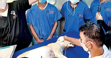 Hyderabad can be next after Goa to remove rabies