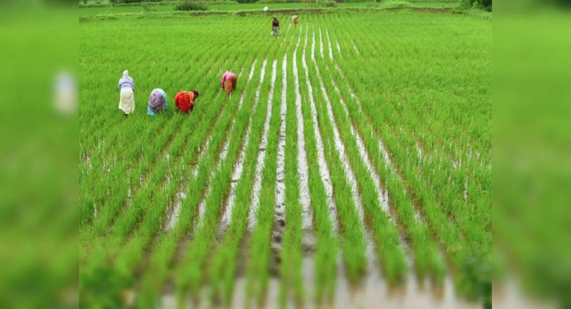 Tamil Nadu Farmers to get Rs 11,500 Crore Loans