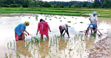Women in Karnataka's Virajpet Form Self-Brand Groups, Buy Padi Fields and Cultivation