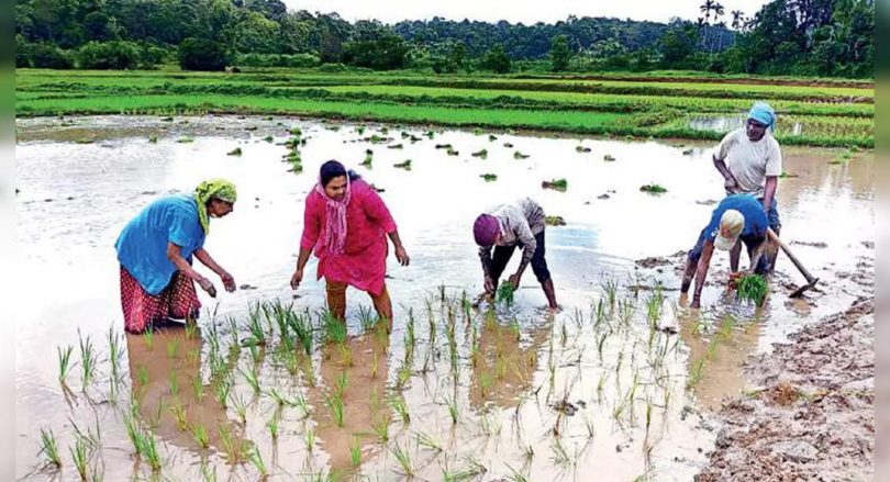 Women in Karnataka's Virajpet Form Self-Brand Groups, Buy Padi Fields and Cultivation