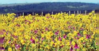 Maharashtra: Flower Festival Started in Kas Plateau