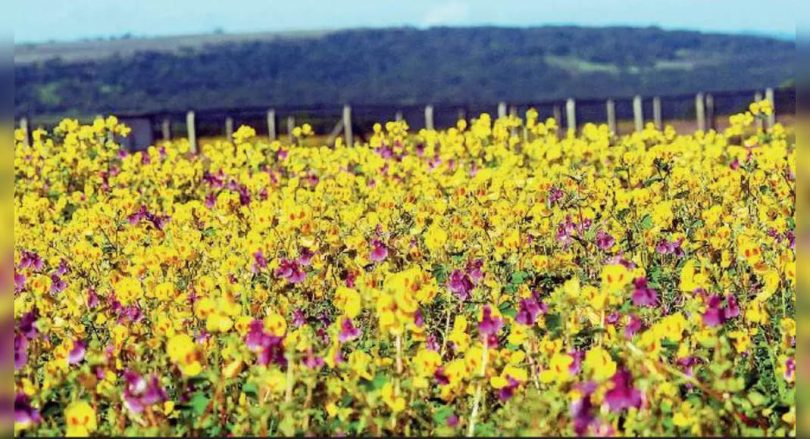 Maharashtra: Flower Festival Started in Kas Plateau