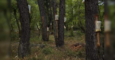 E admin champaran bid to protect more than 1k old tree