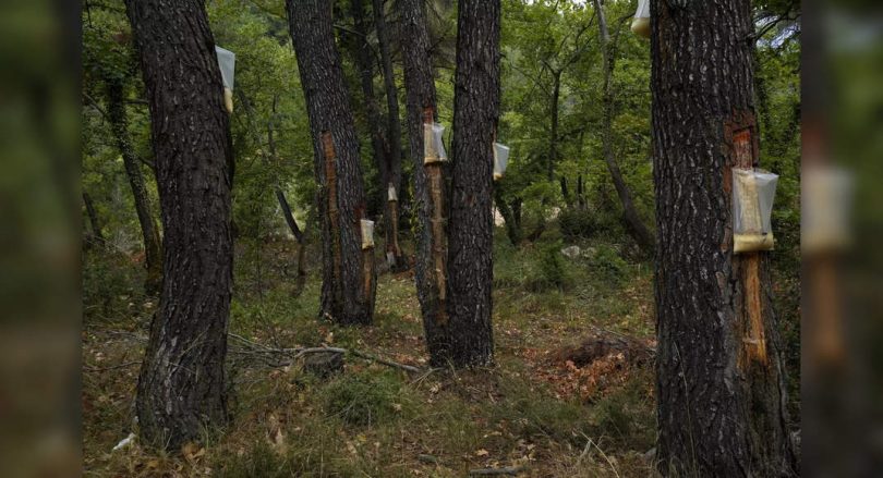 E admin champaran bid to protect more than 1k old tree