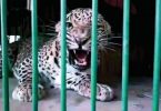 Leopard who was arrested from Chandrapur was thrown away at Gadchiroli?